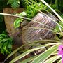 Stumpery