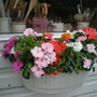 A garden flower photo