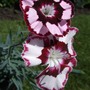 Dianthus 'Cranberry Ice' (Dianthus)