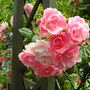 Rosa Bonica