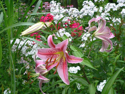 Oriental Lily Stargazer (Lilium speciosum (Lily))