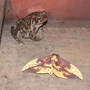 Toad_stare_at_imperial_moth_7-16-05_porch_med