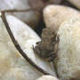Toad_baby_between_pebbles_6-24-02_med