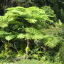 Treeferns
