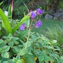 Tibouchina heteromalla (Tibouchina heteromalla)