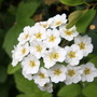 Spirea