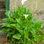 "Arum Lilies"