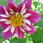 dahlia (Dahlia Pinnata (Dahlia))