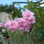 Pinks