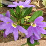 Scaevola - Blue Fan (Scaevola aemula (Fairy fan-flower))