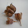 Seed pods - Fritillaria and Hellibore