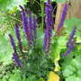 Salvia nemerosa 'Carradonna'