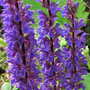 Salvia nemerosa 'Carradonna'