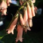 Phygelius 'Candy Drops Peach' (Phygelius x rectus (Cape fuchsia))