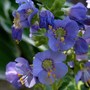 Jacob's Ladder 'Heavenly Habit' (Polemonium boreale 'Heavenly Habit')