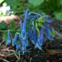 Corydalis elata (Corydalis elata)