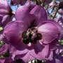 Delphinium 'Dusty Maidens' (Delphinium elatum (Delphinium))