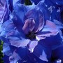 Delphinium 'Royal Aspirations' (Delphinium elatum (Delphinium))