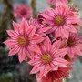 Sempervivum ~ Hen and Chicks Flower (Sempervivum arachnoideum (Cobweb House-Leek))