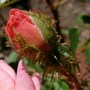 Mossed bud of miniature moss rose 'Mood Music' (Rosa 'Mood Music')