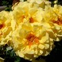 Floribunda rose 'Sunflare' (Rosa 'Sun Flare' Floribunda)