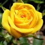 Miniature rose 'Sun Sprinkles' (Rosa 'Sun Sprinkles')