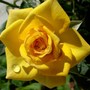 Sun Sprinkles again (Rosa 'Sun Sprinkles')