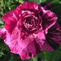 Rose 'Purple Tiger' (Rosa Floridunda JacPurr 'Purple Tiger')