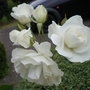 white roses