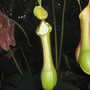 pitcher plant
