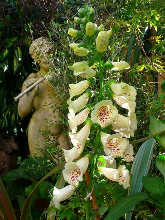 Digitalis (Digitalis purpurea (Common foxglove))