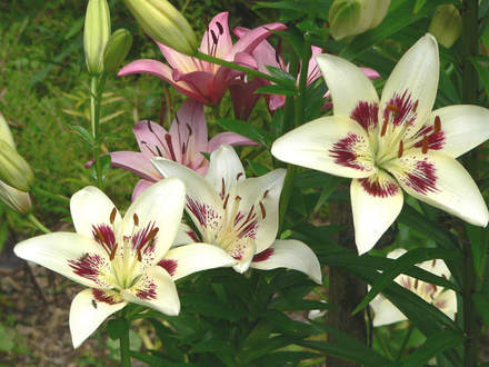 Lilium Centerfold and Kiss Me Kate (Lilium)