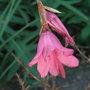Dierama dracomontanum - 2009 (Dierama dracomontanum)
