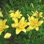 Lilium_asiatic_dbl_fatta_morgan_6-25-06_sm