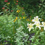 Lilium_aubade_in_bed_snow_blackberrylily_7-29-06_sm