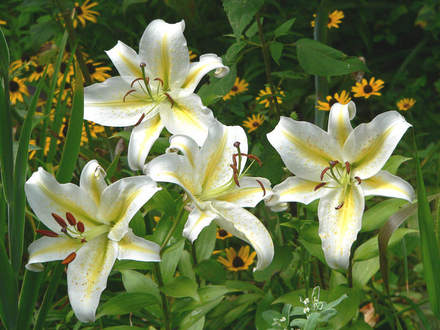 Lilium Aubade Close (lilium)