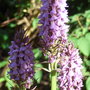Dactylorhiza praeternissa - 2009 (Dactylorhiza praeternissa)