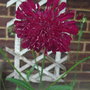 Knautia macedonica (short form) - 2009 (Knautia macedonica)