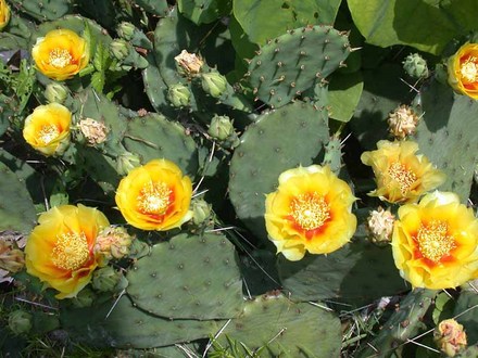 Hardy Prickly Pear Cactus Full View (Opuntia compressa (Eastern Prickly Pear))
