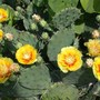 Hardy Prickly Pear Cactus Full View (Opuntia compressa (Eastern Prickly Pear))