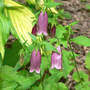 Campanula Cherry Bells (Campanula Cherry Bells)