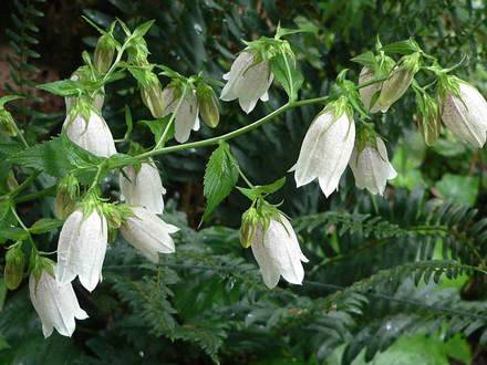 Calmpanula (Companula unknown)