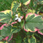 Chameleon Plant Blooming (Houttuynia cordata (Houttuynia))