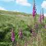 Wild foxgloves