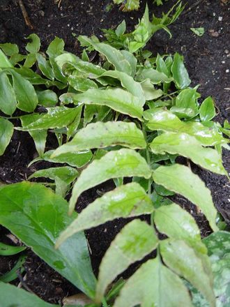 Fern- 'Holly fern' (Crytomium fortunei)