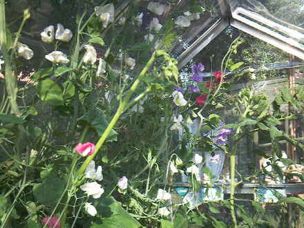 Sweet Peas (Lathyrus odoratus (Sweet Pea))