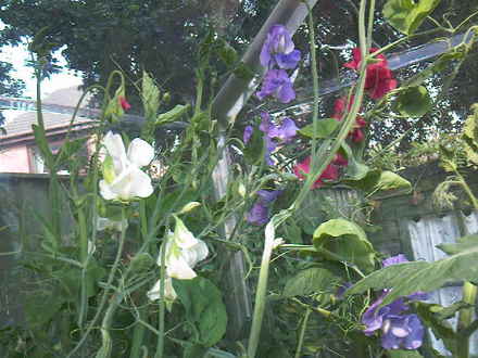 Sweet peas close up! (Lathyrus odoratus (Sweet Pea))