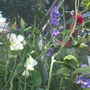 Lathyrus odoratus (Sweet Pea)