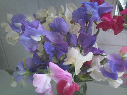 Picked for the kitchen :-) (Lathyrus odoratus (Sweet Pea))