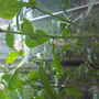 Chilli pepper plant_09 (Capsicum annuum (Longum) (Chilli pepper))